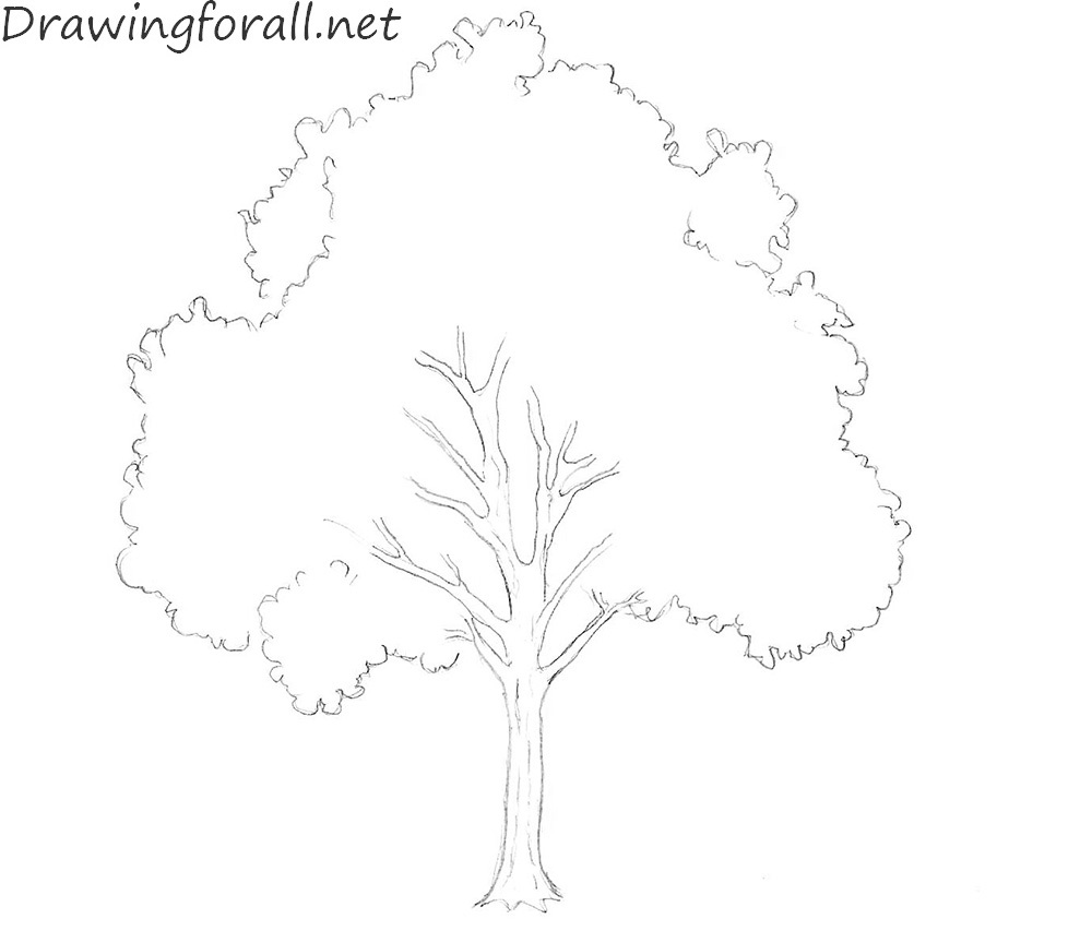 How to Draw a Tree for Beginners | Drawingforall.net