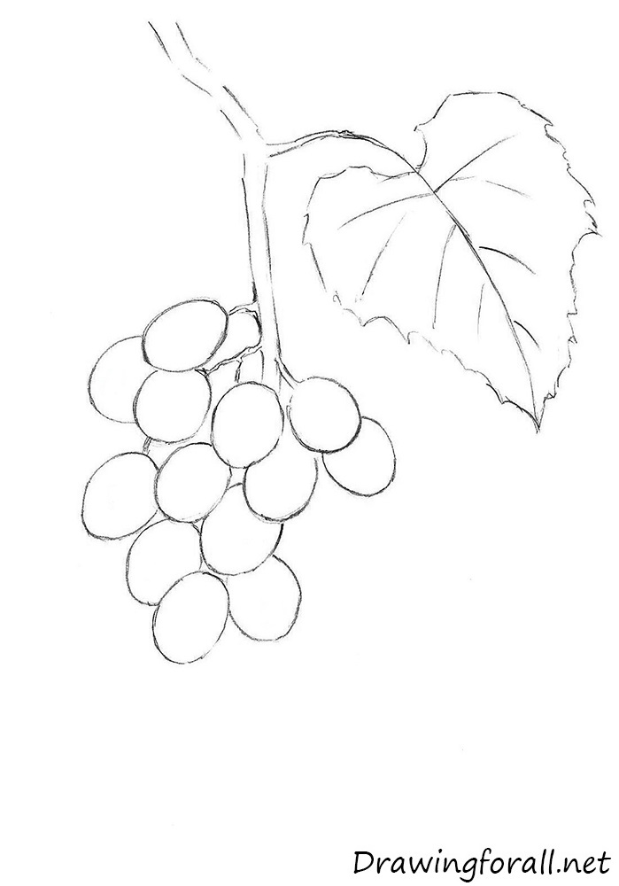 How to Draw Grapes | Drawingforall.net