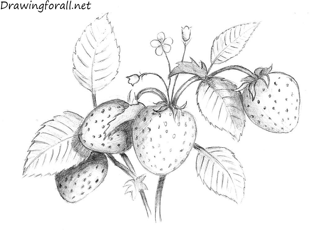 How to Draw a Strawberry | Drawingforall.net