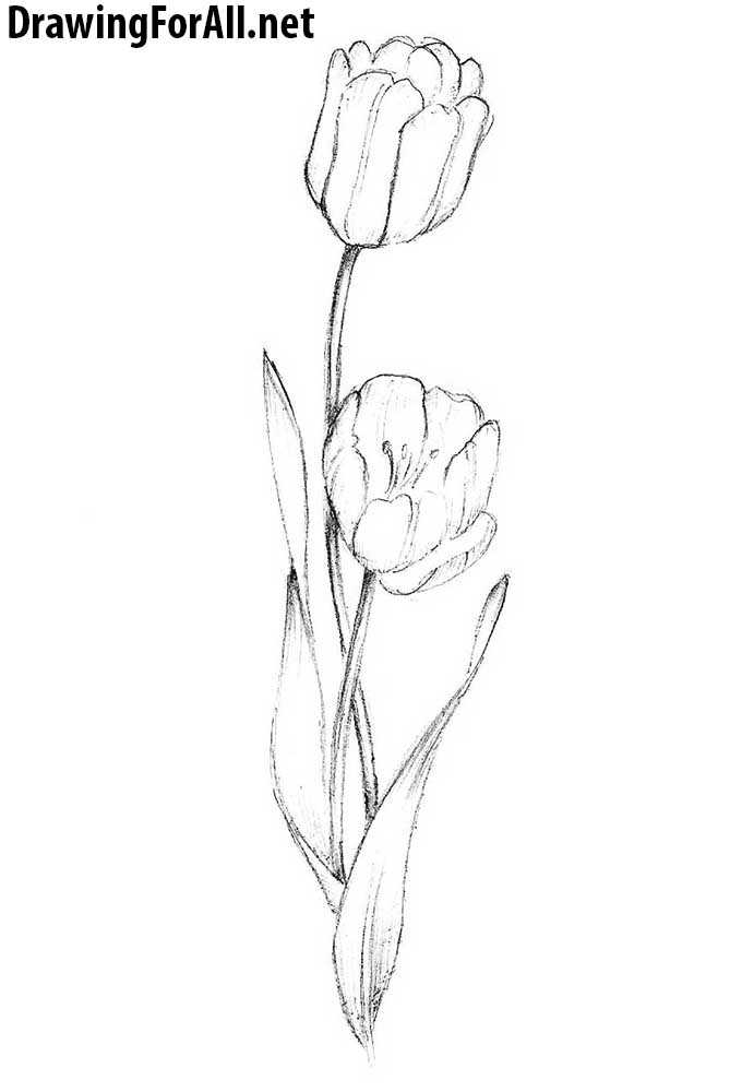 How To Draw A Tulip
