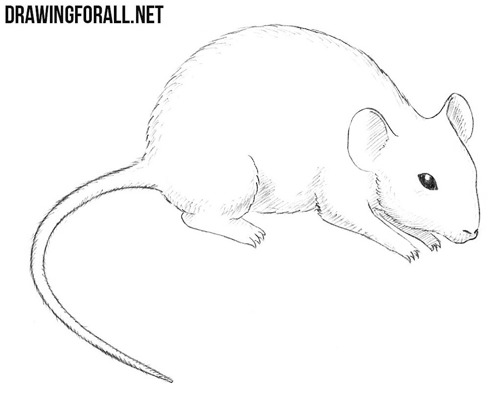 Cute Mouse Sketch Drawing for Adult