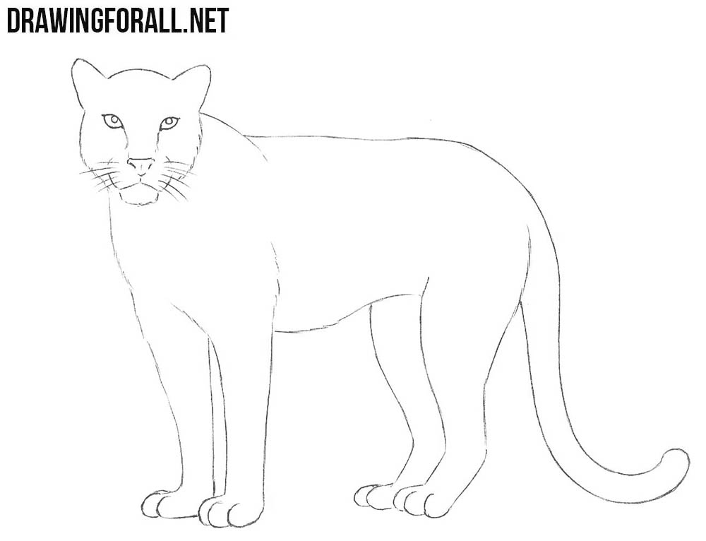 How to Draw a Leopard | Drawingforall.net
