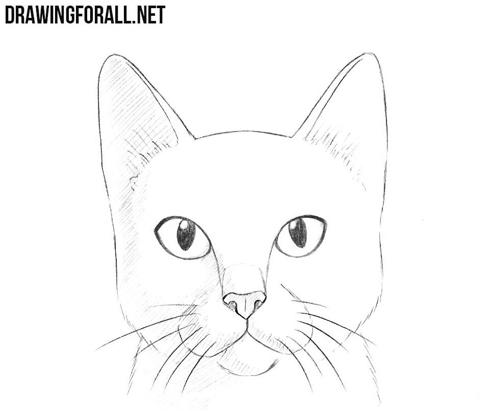 How To Draw A Cat Head Drawingforall Net