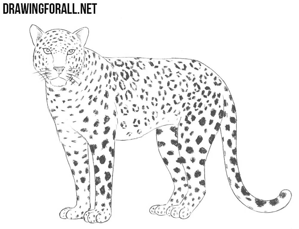 How to Draw a Leopard