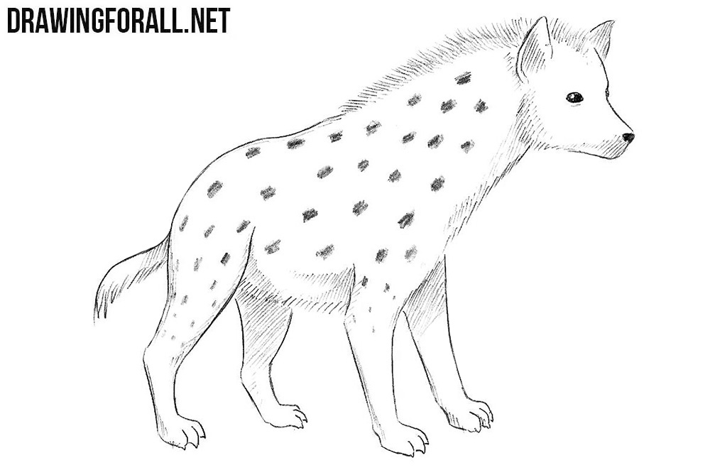 Amazing How To Draw A Hyena of all time Learn more here 
