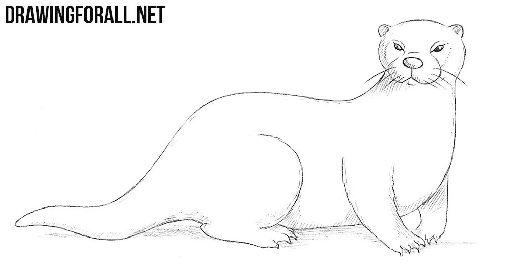 Featured image of post How To Draw A Otter This drawing is based on the photo of a river otter also known as the northern river otter or the common otter is a semiaquatic mammal endemic 1 draw a rectangle that will define the conditional proportions and boundaries of the chosen drawing