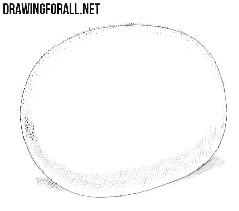 Featured image of post How To Draw A Kiwi Easy Draw this cute kiwi by following this drawing lesson