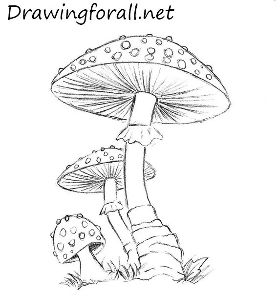 mushrooms pencile drawings