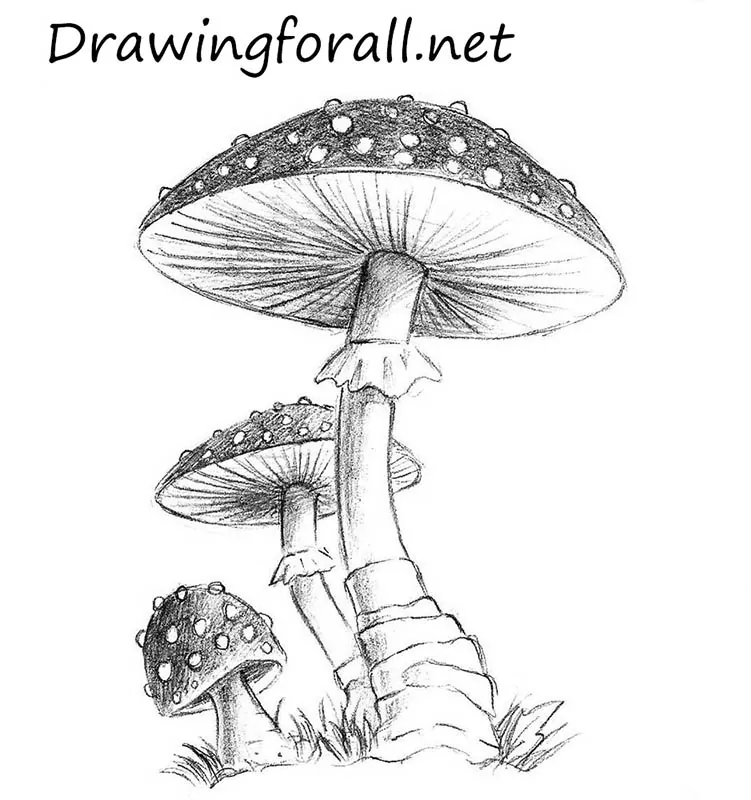 mushroom drawing