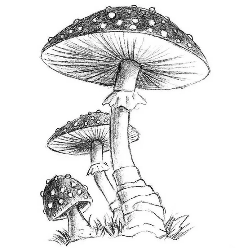 How to Draw Mushrooms