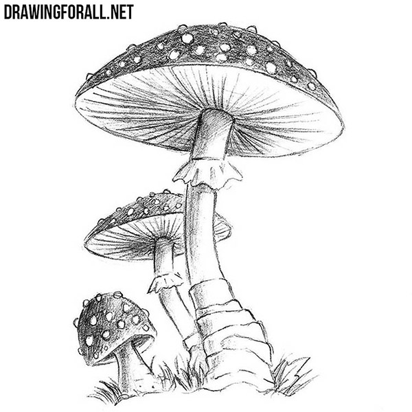 35+ Latest Realistic Drawing Of A Mushroom