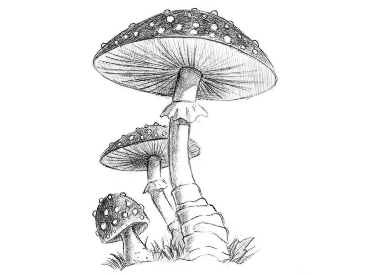 how to draw mushrooms featured image