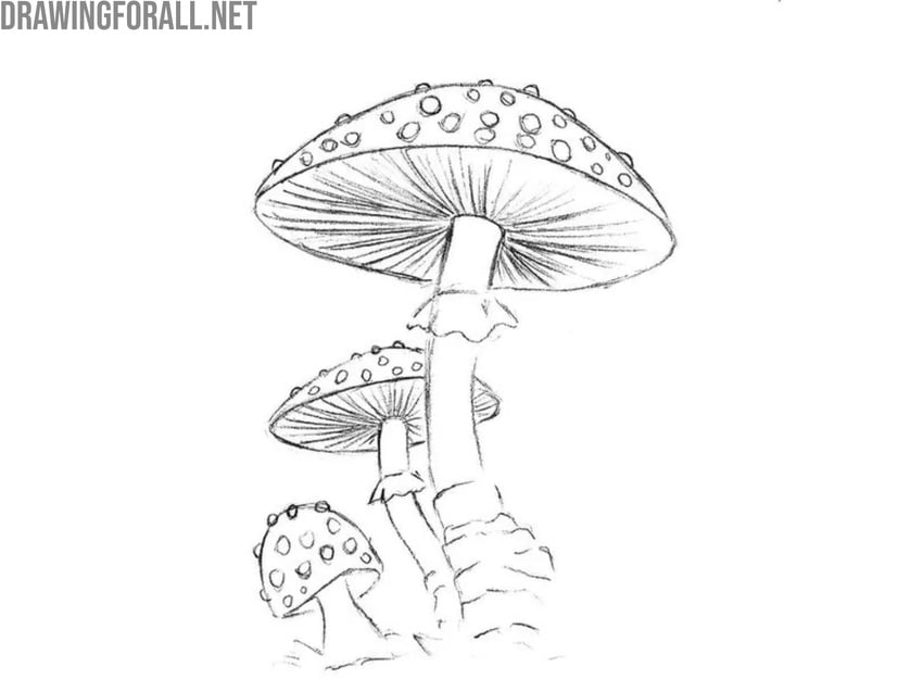 Darken the outlines and refine the shapes