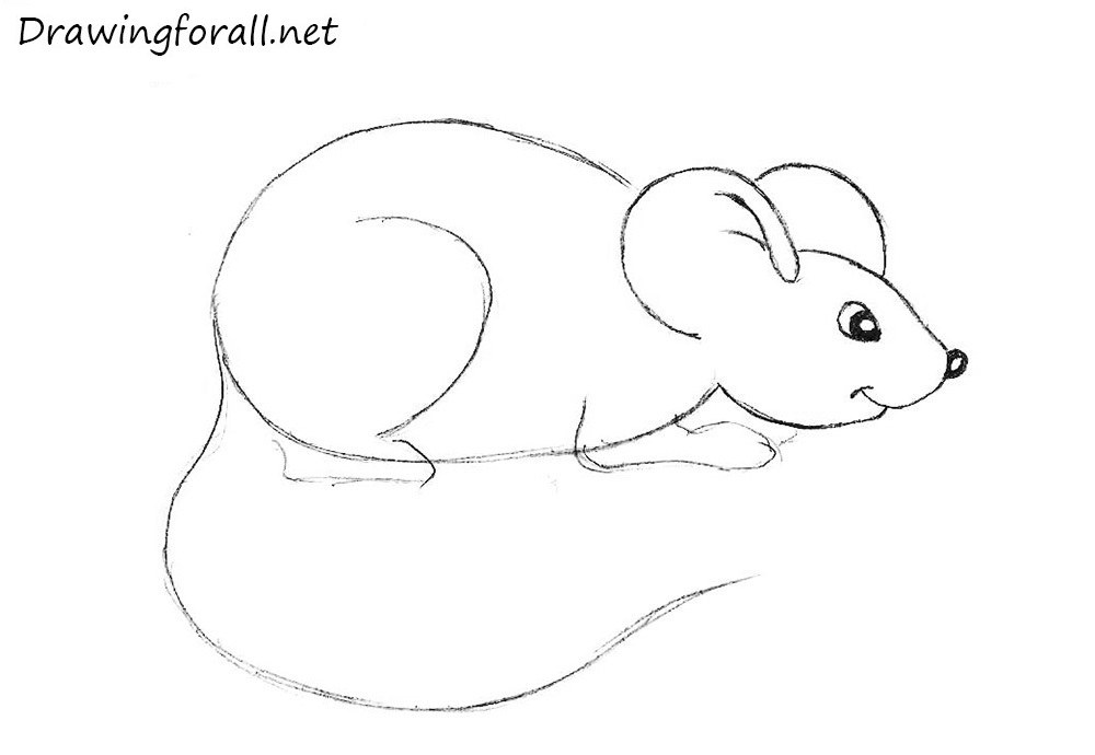 how to draw a mouse for beginners with a pencil