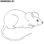 How to Draw a Mouse For Beginners