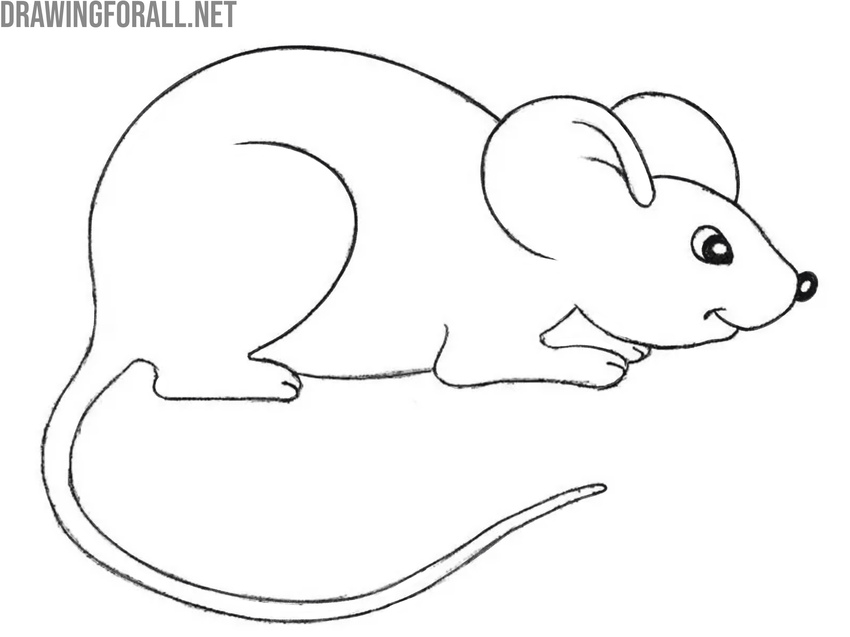 Outline the rodent’s final body contours