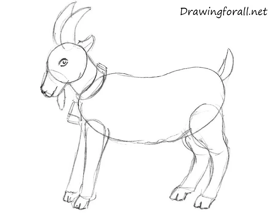 How to draw a goat for beginners
