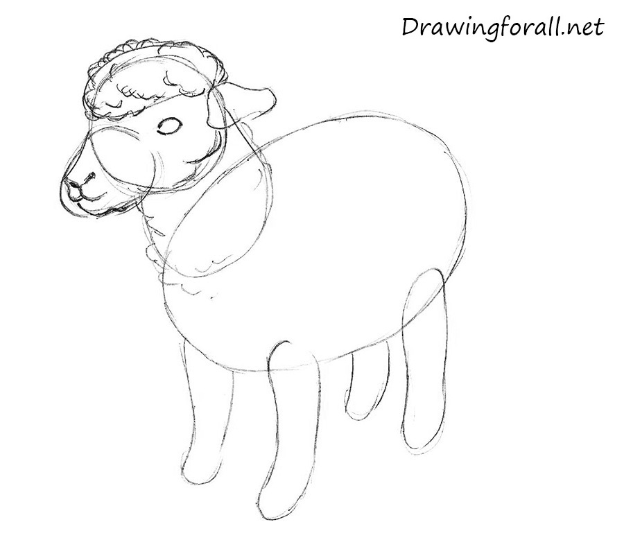 How to Draw a Sheep for Kids