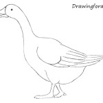 How to Draw a Goose for Beginners