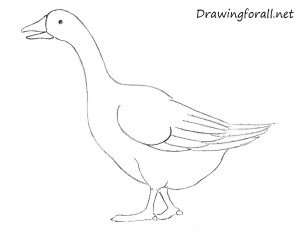 How to Draw a Goose for Beginners