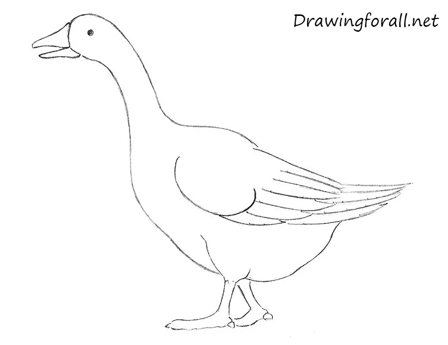 How to Draw a Goose for Beginners