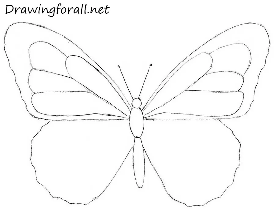 how to draw a butterfly step by step