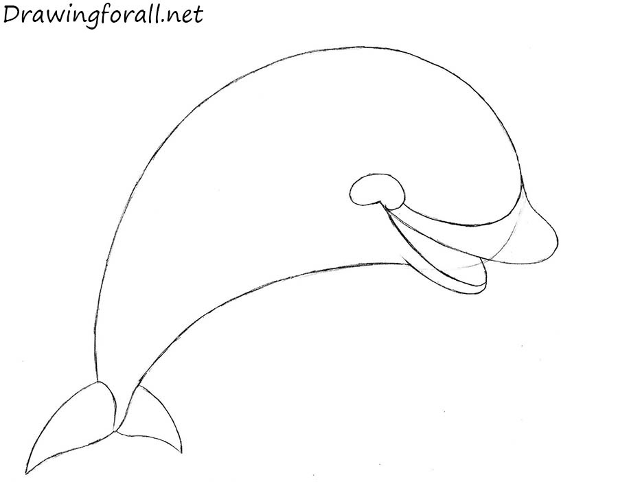 how to draw a dolphin for beginners