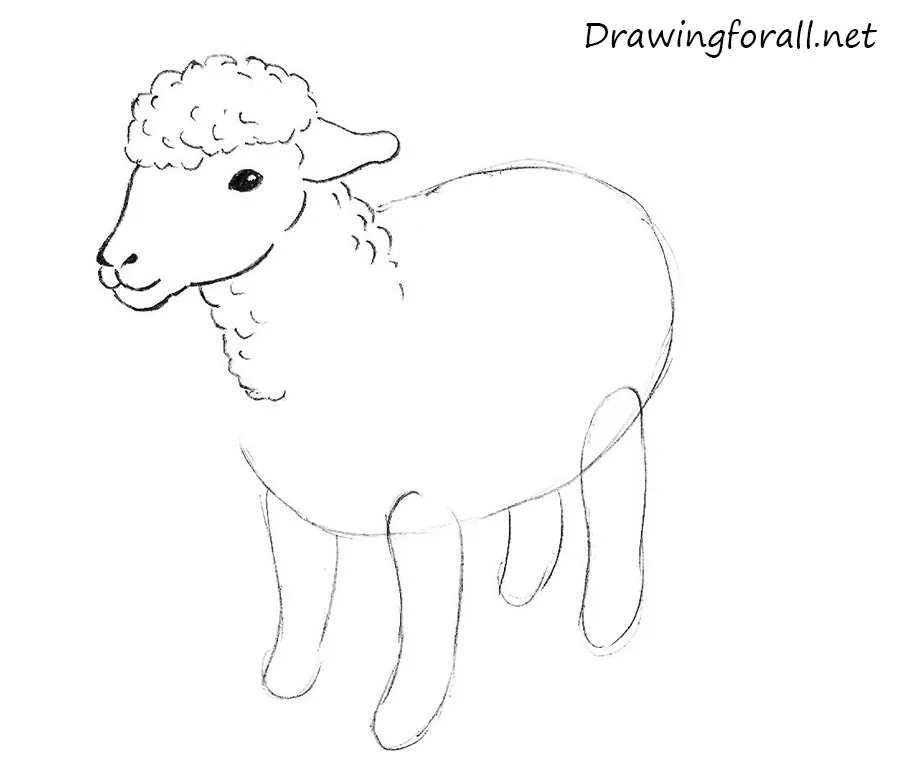 how to draw a sheep for beginners