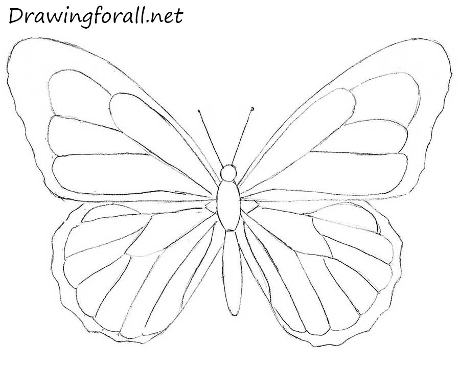 drawing butterfly