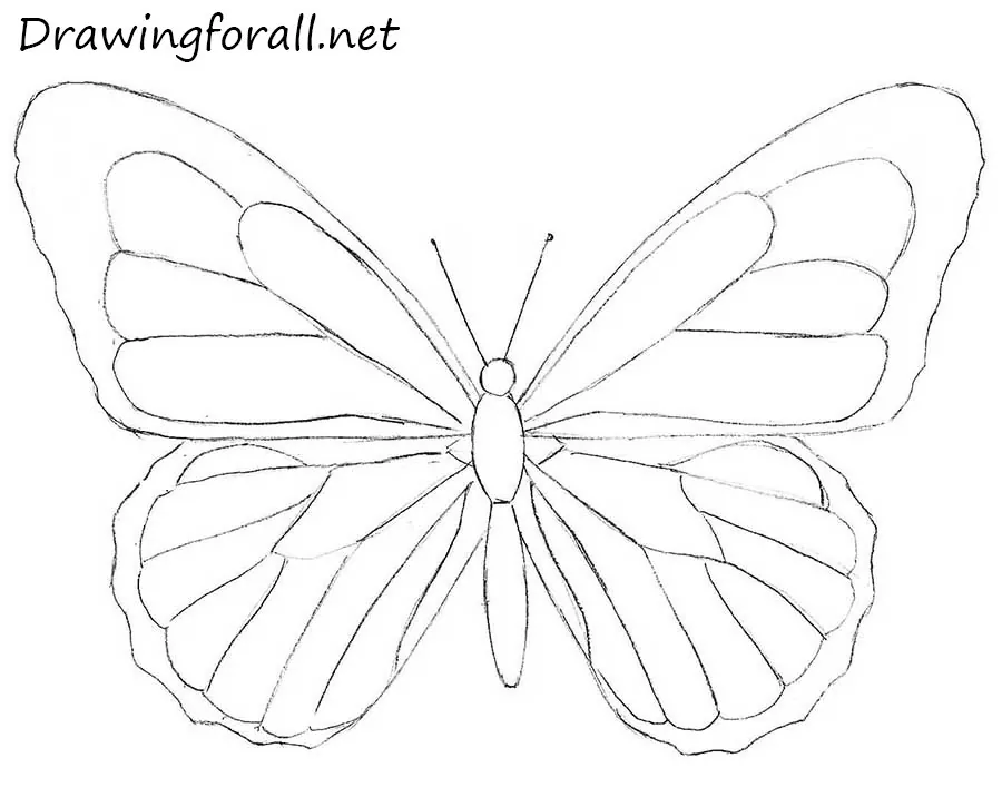 drawing butterfly