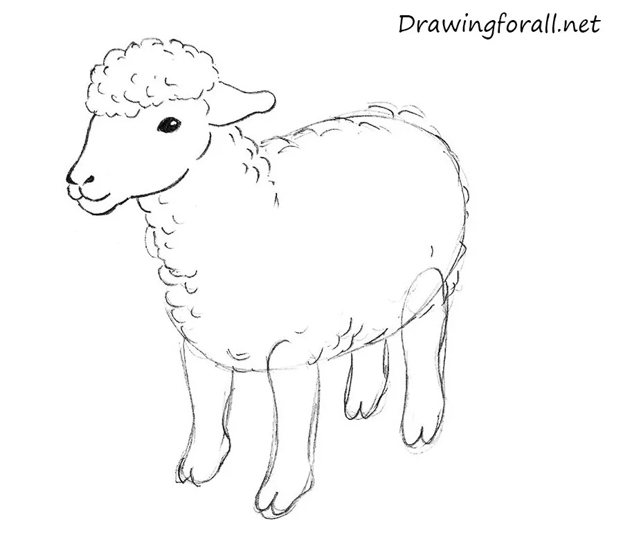 how to draw a sheep easy