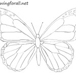 How to Draw a Butterfly for Beginners