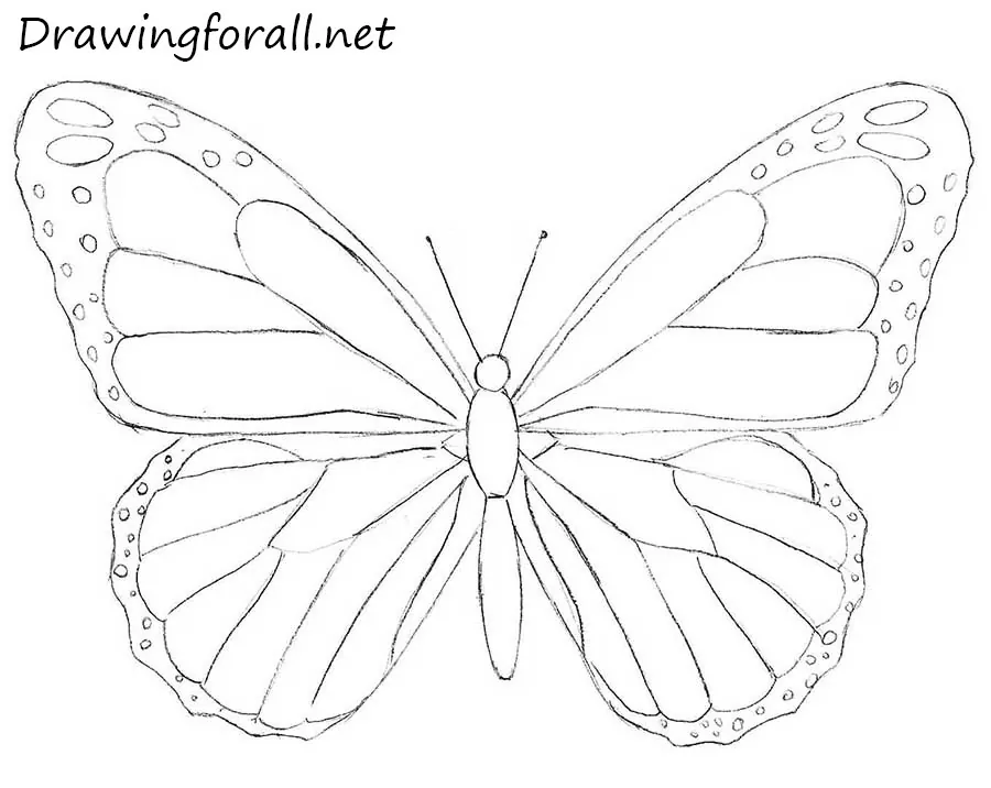 How to Draw a Butterfly for Beginners | Drawingforall.net