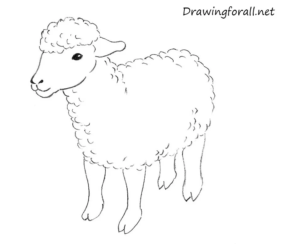 Lamb sketch Farm wool animal Sheep drawing  Stock Illustration  97755450  PIXTA