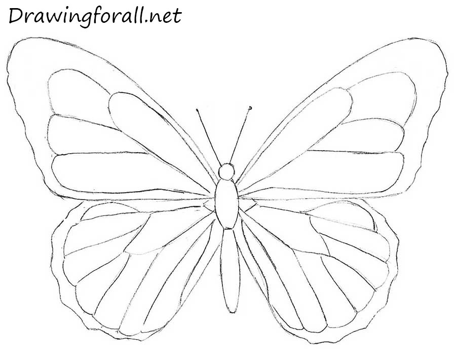 Draw patterns on the lower butterfly wings