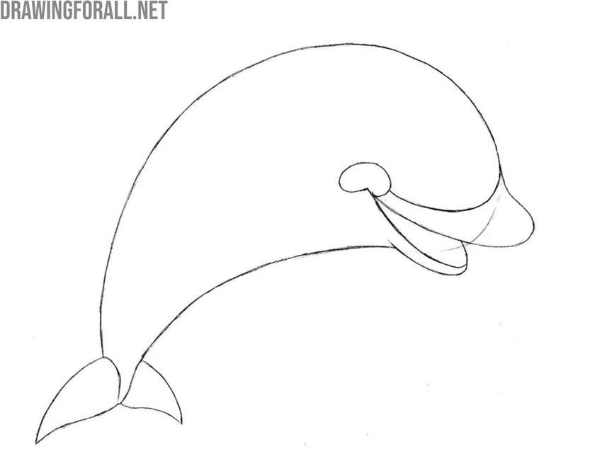 Draw the tail of the cartoon dolphin