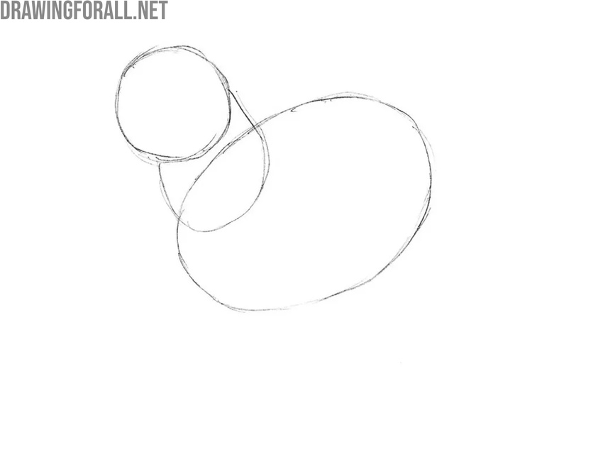 Sketch the head and neck structure