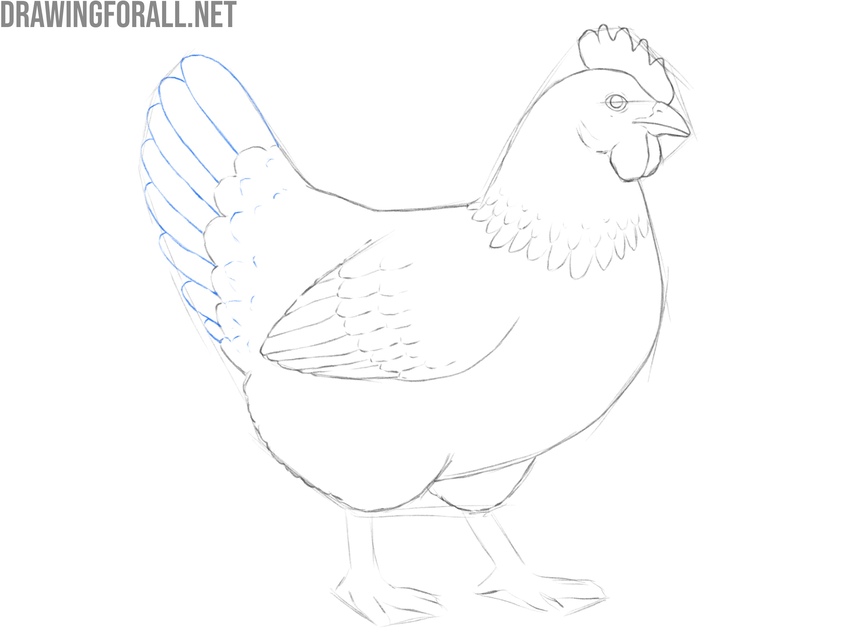 Draw the chicken tail feathers