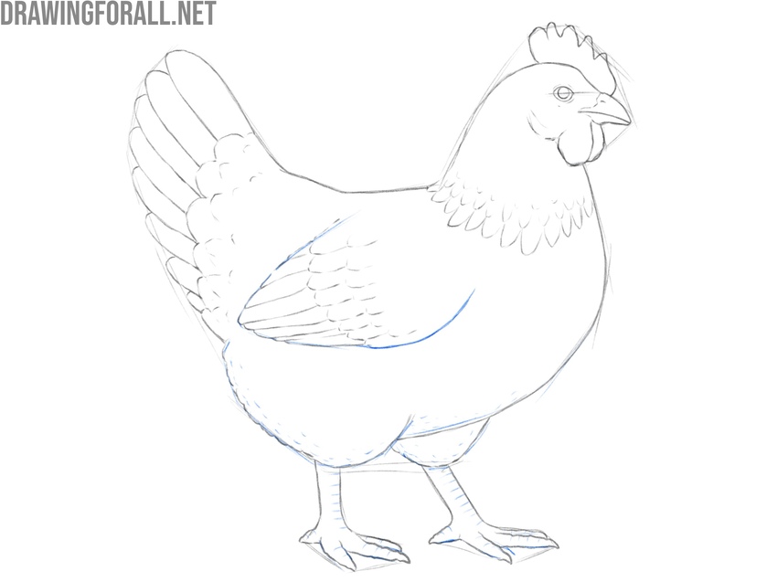 Draw the details of the chicken body
