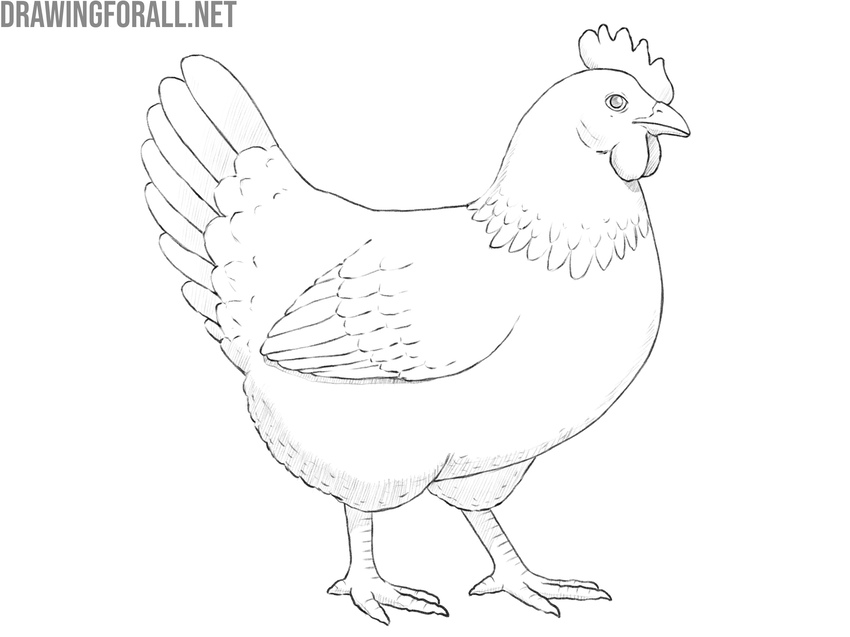 Review and finalize the chicken drawing