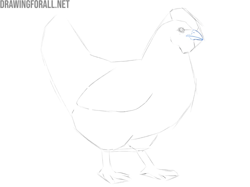 Draw the chicken beak in detail
