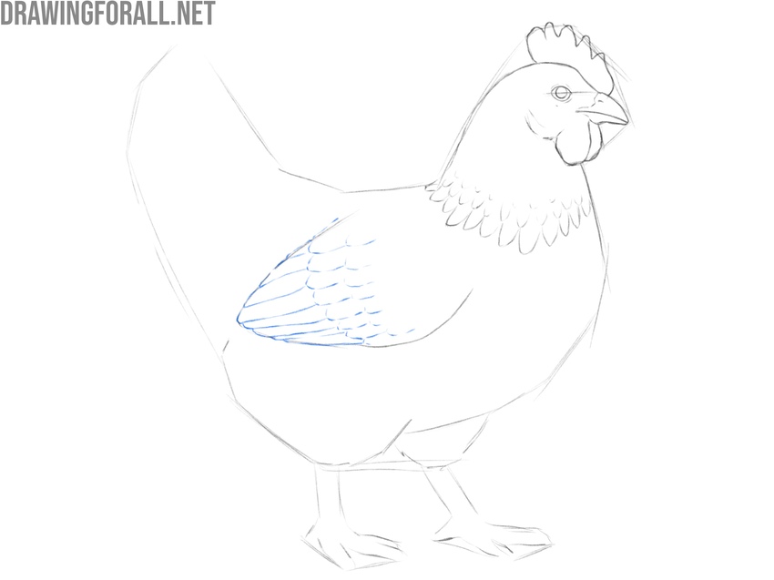 Draw the wing feathers of the chicken