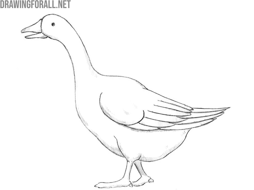 Finish the goose drawing with shading