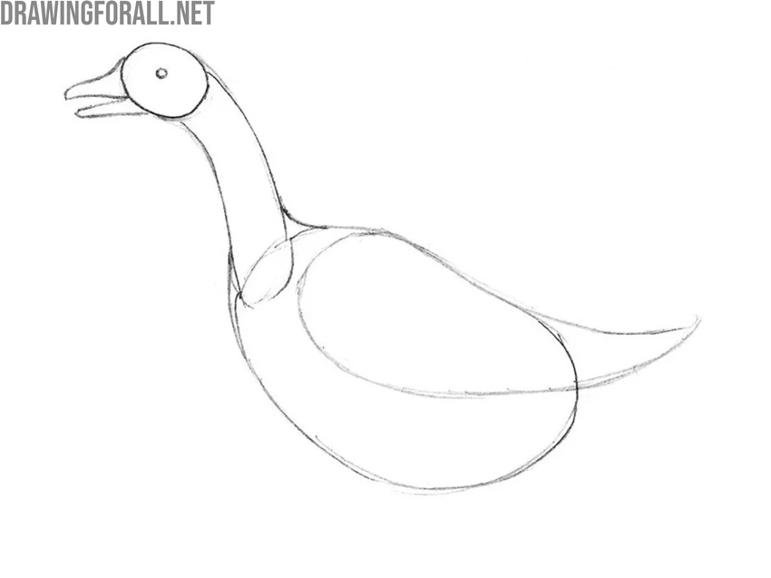 Sketch the wing outline