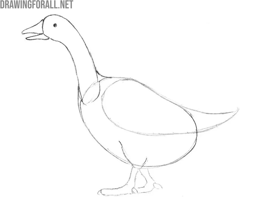 Refine the bird’s head and neck