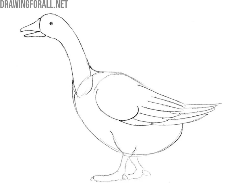 Draw the wing feathers