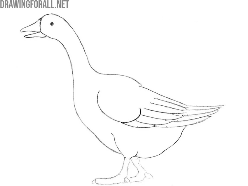 Smooth the bird’s body contours