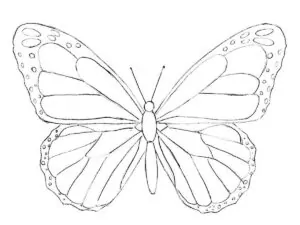 how to draw a cartoon butterfly featured image
