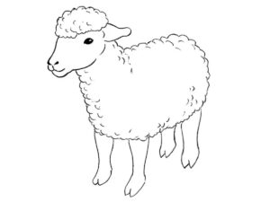 how to draw a cartoon sheep featured image