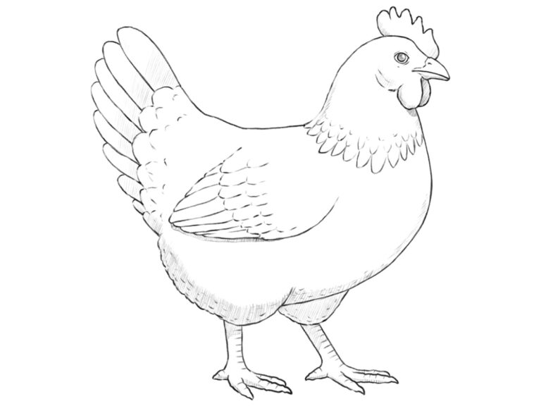 How to Draw a Chicken - Drawingforall.net